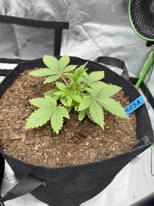 Mimosa EVO // MX. Week 4