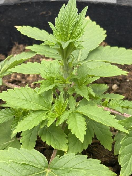 Mimosa EVO // MX. Week 4
