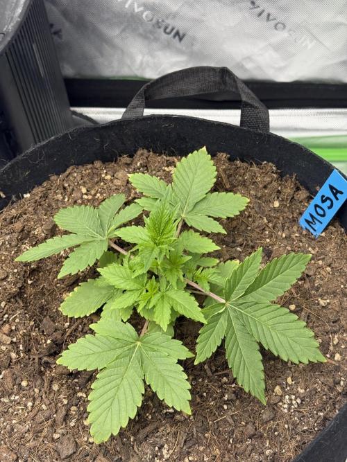 Mimosa Evo. Week 4