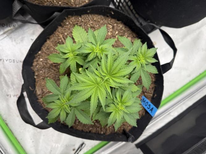 Mimosa EVO // MX. Week 5