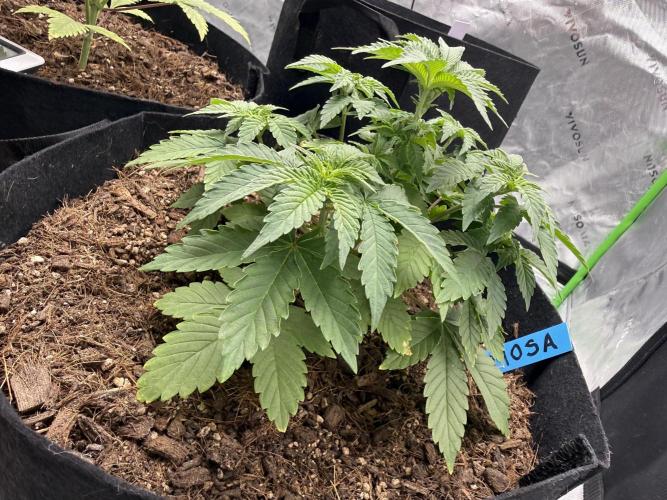 Mimosa EVO // MX. Week 5