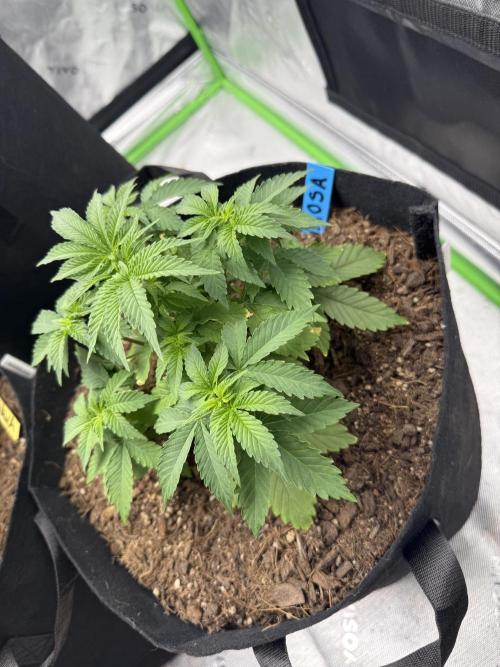 Mimosa EVO // MX. Week 5