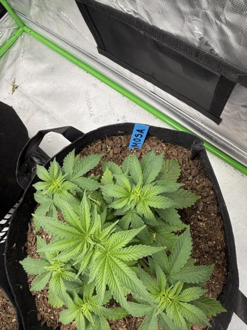 Mimosa EVO // MX. Week 5