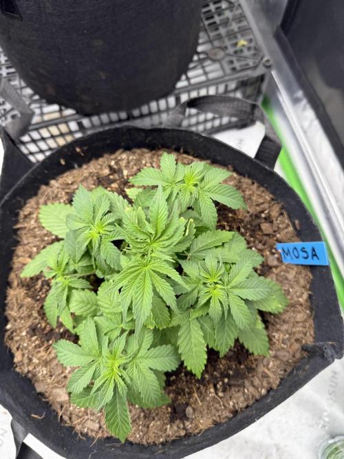 Mimosa EVO // MX. Week 5