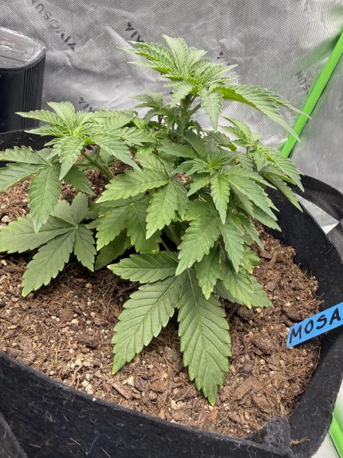 Mimosa EVO // MX. Week 5