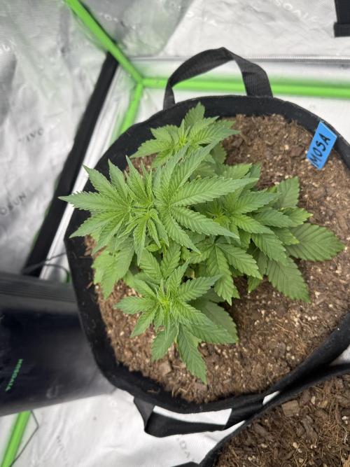 Mimosa EVO // MX. Week 5