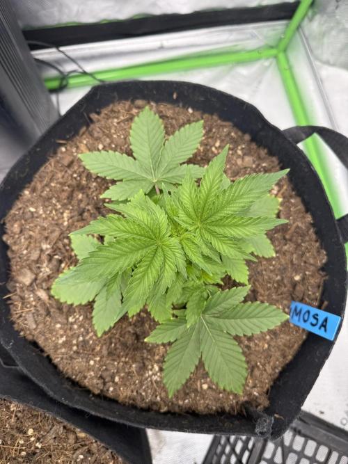 Mimosa EVO // MX. Week 5