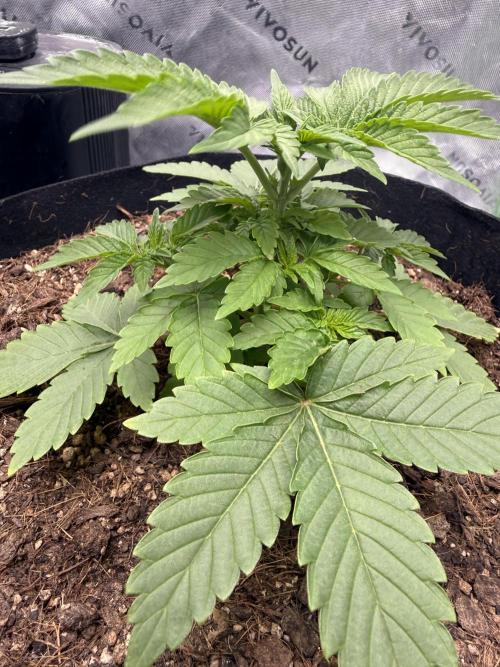 Mimosa EVO // MX. Week 5