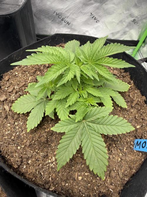 Mimosa Evo. Week 5