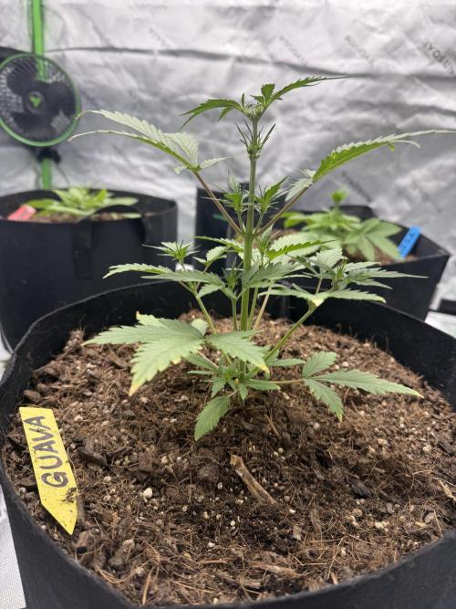 Guava Auto // MX. Week 5