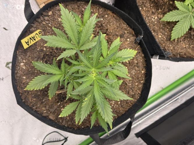 Guava Auto // MX. Week 5