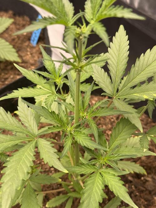 Guava Auto // MX. Week 5