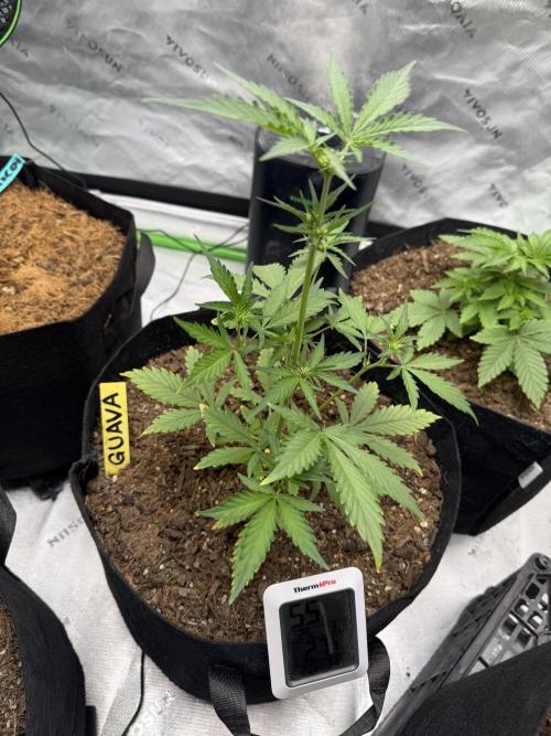 Guava Auto // MX. Week 5