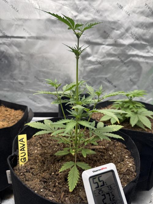 Guava Auto // MX. Week 5