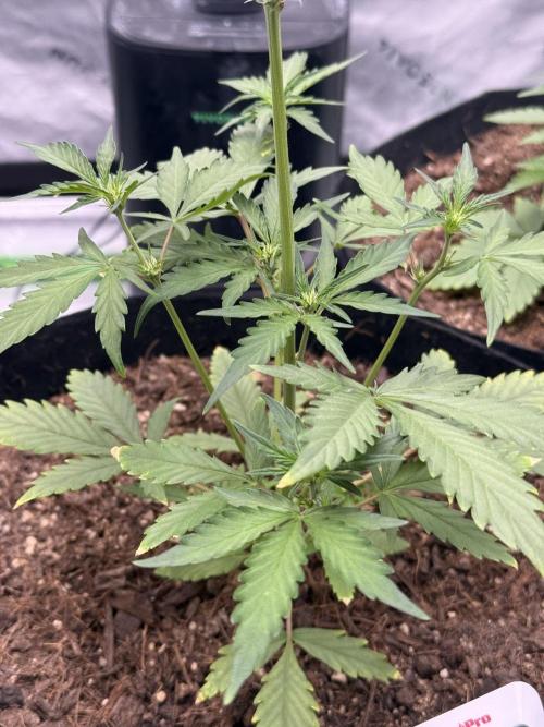 Guava Auto // MX. Week 5