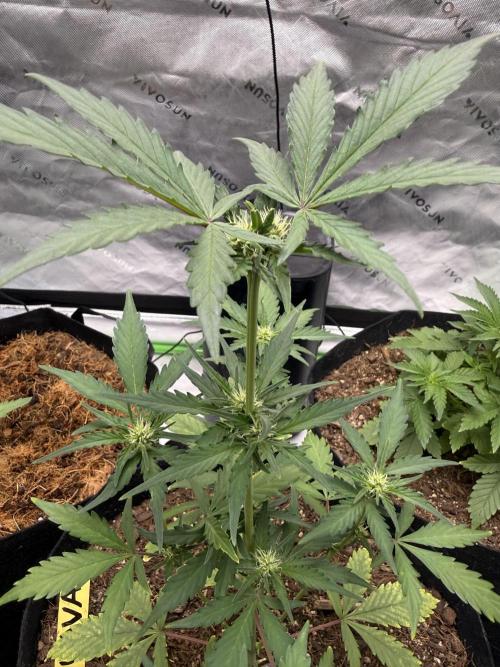 Guava Auto // MX. Week 5