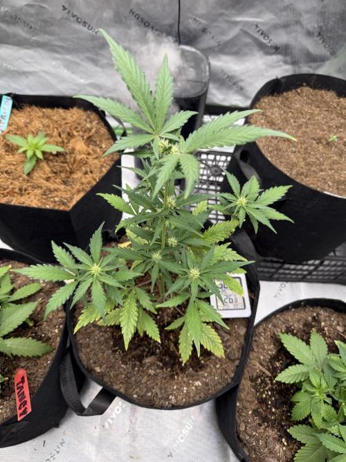 Guava Auto // MX. Week 5