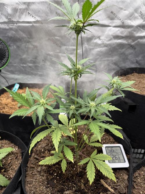 Guava Auto // MX. Week 5