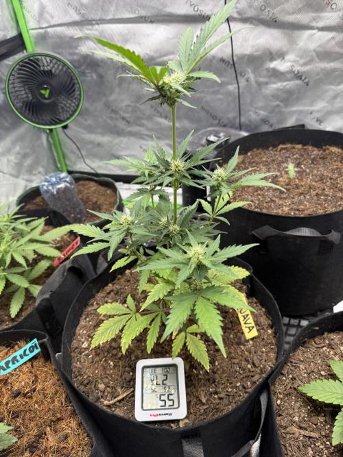 Guava Auto // MX. Week 5