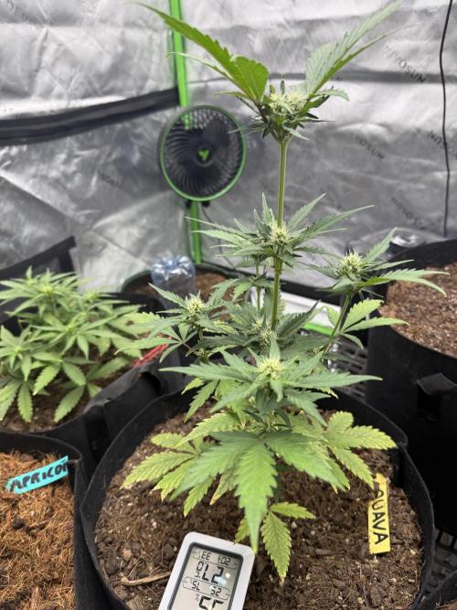 Guava Auto // MX. Week 5