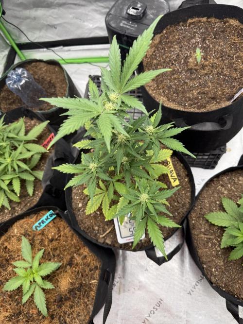 Guava Auto // MX. Week 5