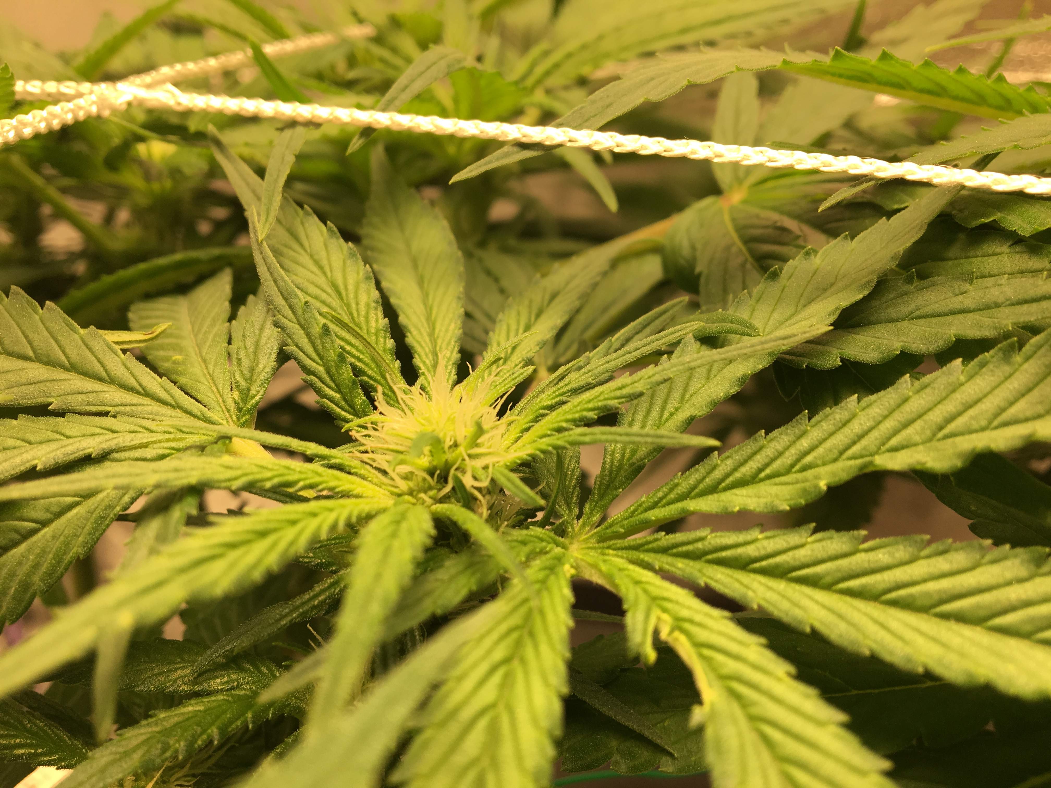 Blueberry grow diary (journal) week3 by grumbledog74 GrowDiaries