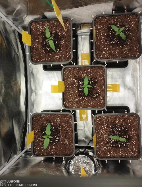 Diaries of FastBuds. Week 1