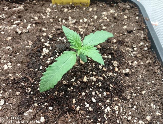 Diaries of FastBuds. Week 1