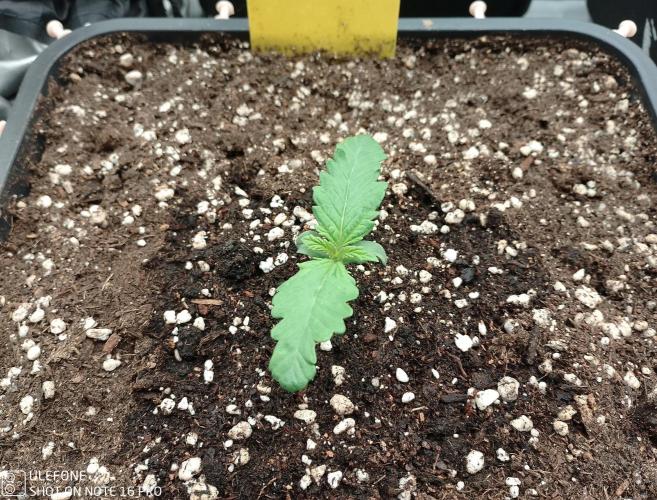 Diaries of FastBuds. Week 1