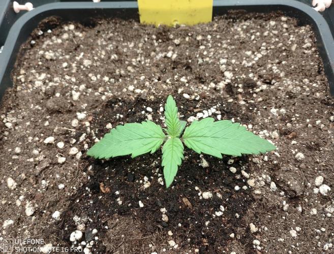 Diaries of FastBuds. Week 1