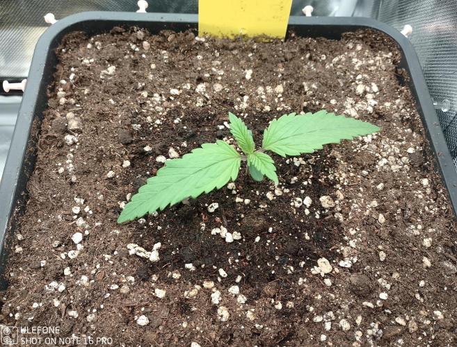 Diaries of FastBuds. Week 1