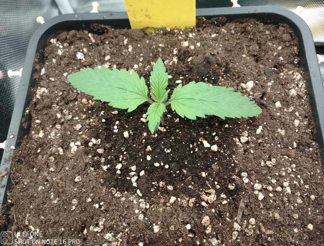 Diaries of FastBuds. Week 1