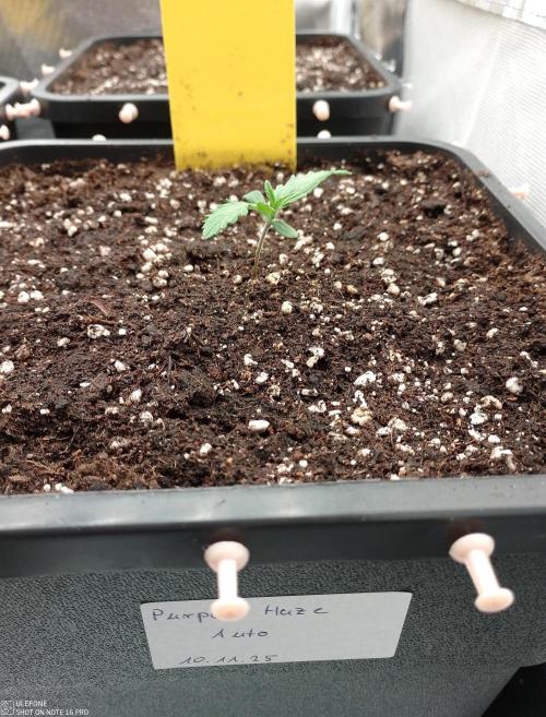 Diaries of FastBuds. Week 1