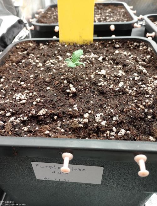 Diaries of FastBuds. Week 1