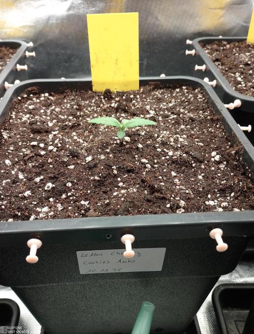 Diaries of FastBuds. Week 1