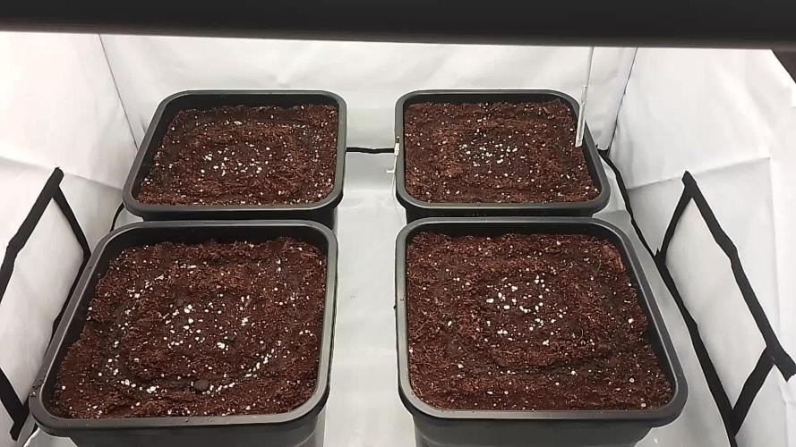 Fastbuds RF3 Mix Pack