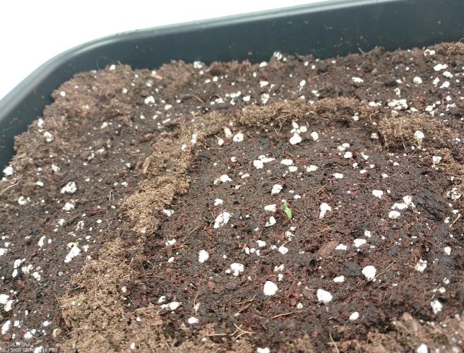 Fastbuds RF3 Mix Pack. Week 0