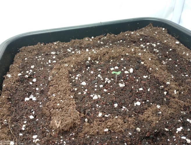 Fastbuds RF3 Mix Pack. Week 0