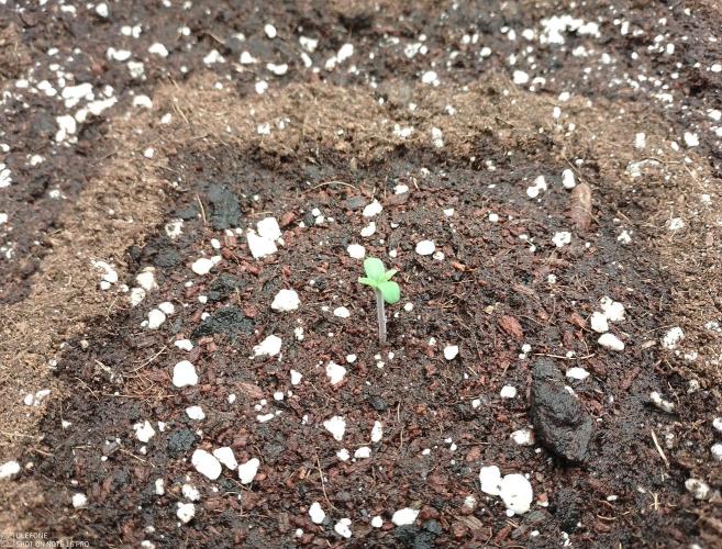 Fastbuds RF3 Mix Pack. Week 0