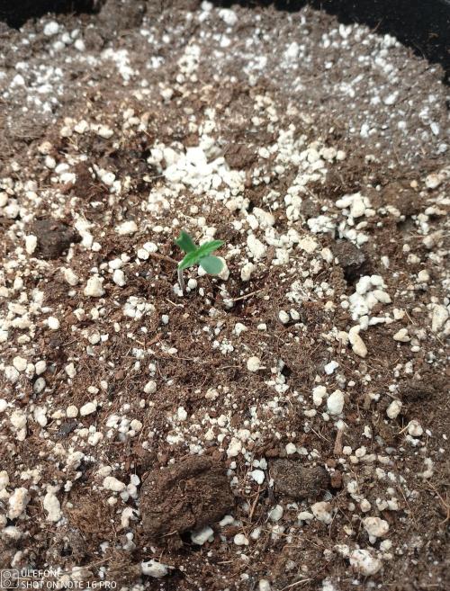 Automatic Run with BioNova. Week 0 - Lemon Pie Auto