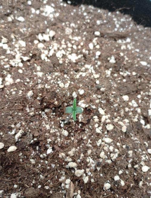 Automatic Run with BioNova. Week 0 - Guave Auto