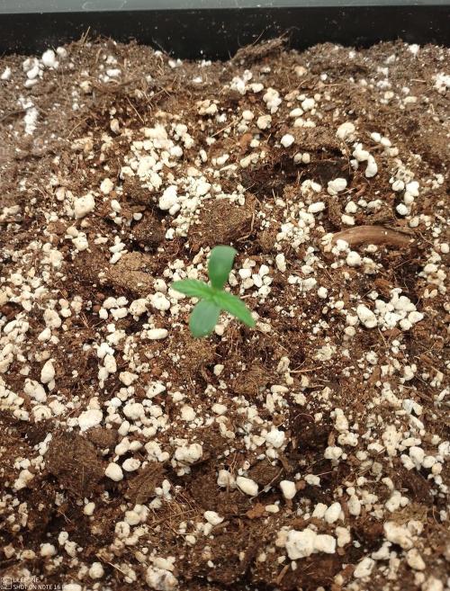 Automatic Run with BioNova. Week 0 - Ginger Punch Auto