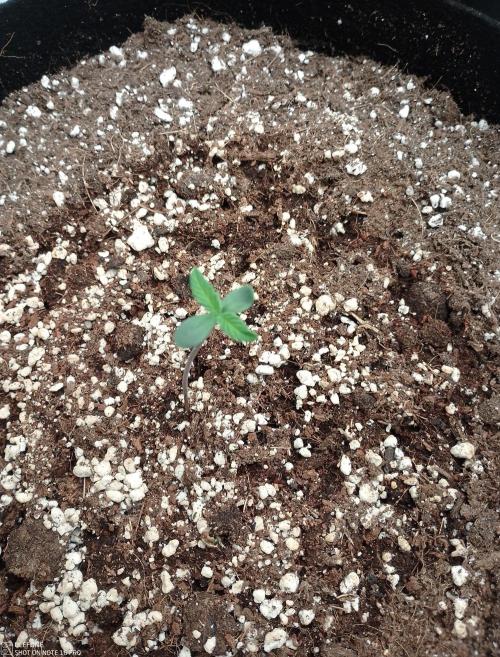 Automatic Run with BioNova. Week 0 - Bubble Gum Auto