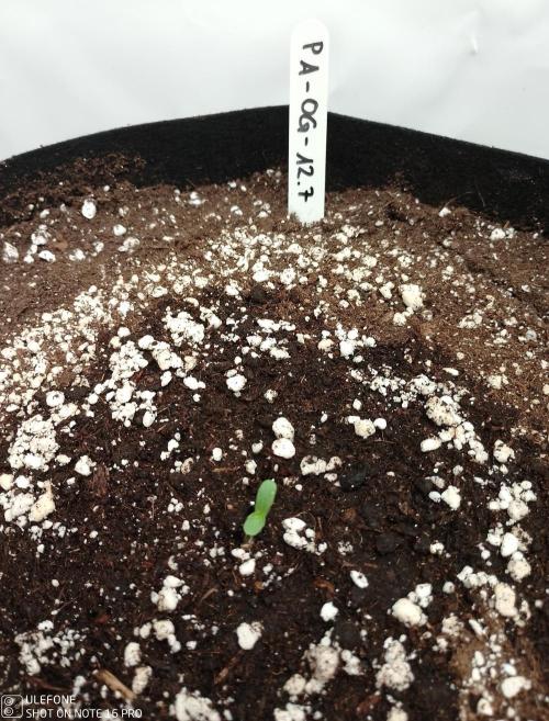 Pineapple OG Auto. Week 0