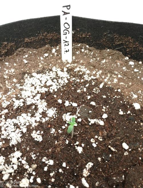 Pineapple OG Auto. Week 0