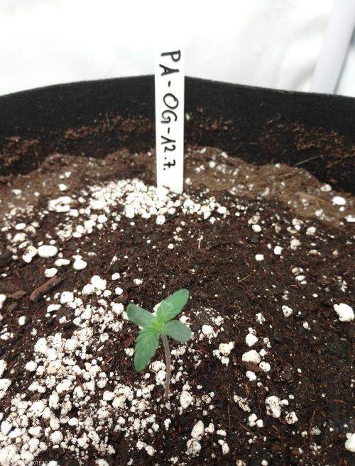 Pineapple OG Auto. Week 0