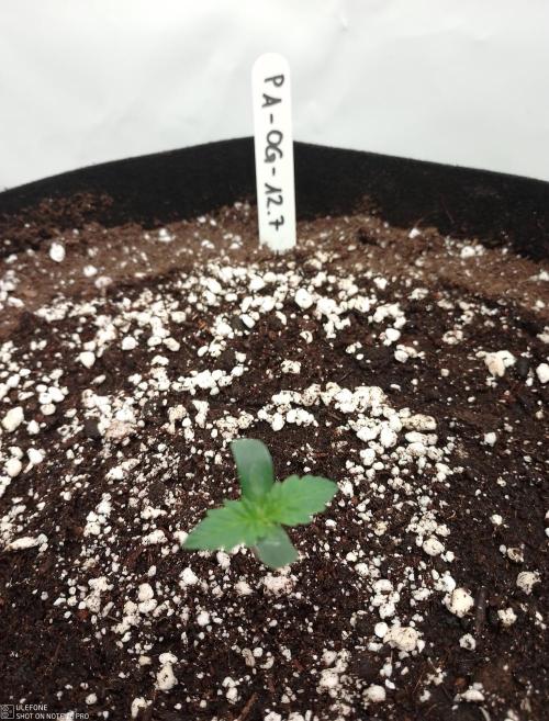 Pineapple OG Auto. Week 0