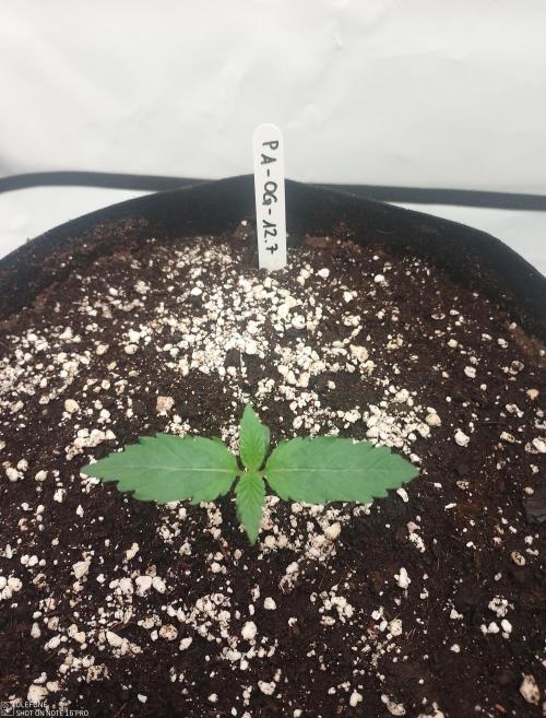 Pineapple OG Auto. Week 0