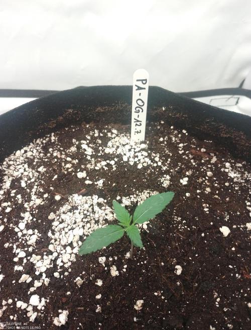 Pineapple OG Auto. Week 0