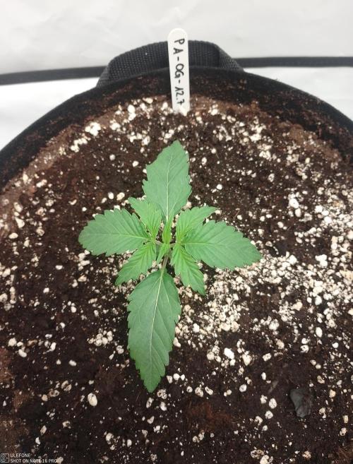 Pineapple OG Auto. Week 1 - 25.7 